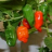 7 Pot Lojo