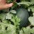 Marty's Wassermelonen
