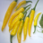 chilifreund