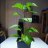 Martin_Q
