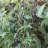 DelphiChilis