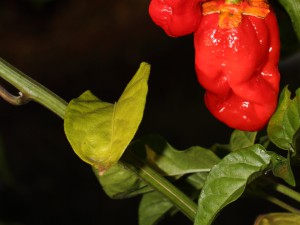mompere mix