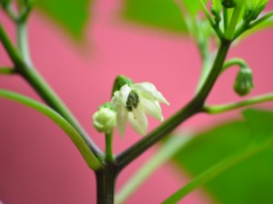 HochlandChilis