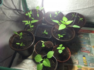 Meine Chili's