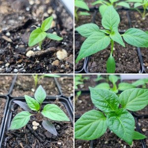Ecuadorian Brown's Chilis