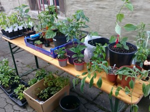 Chilitreffen Würzburg 28.05.16