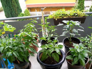 chili Balkon 2015