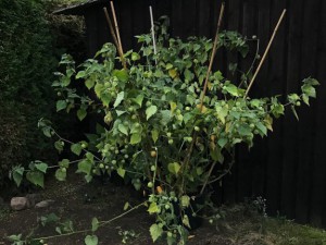 Garten und Co.