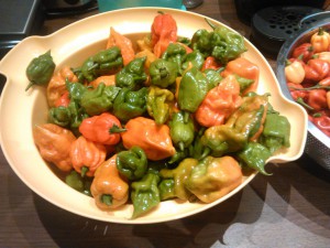 Andis Chilis