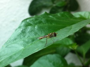 Insekten
