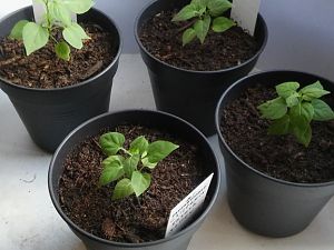 Chiltepin 2016