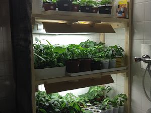 Chilis von Rango