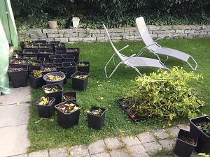 Die Ernte ab August 2017