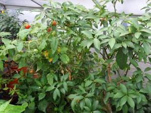 chocolate cherrys Saison 2017