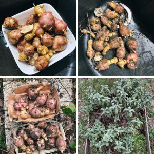 Tomaten & sonstiges 2018