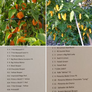 Chili Max 2018