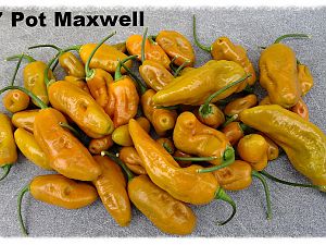 Chili Max 2017
