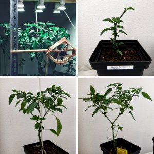 Jalapeños maximus