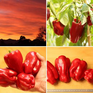 Woifi's Chilis 2019