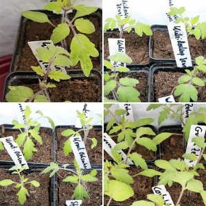 Tomaten 2019/2020/ 2021/2022