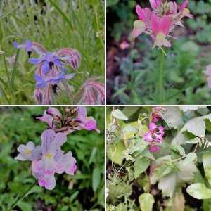 Wildbienen und Schmetterlings Blumen