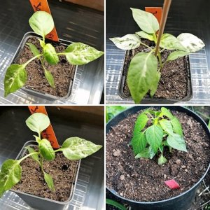 Annuum 2020/2021/ 2022 /2023