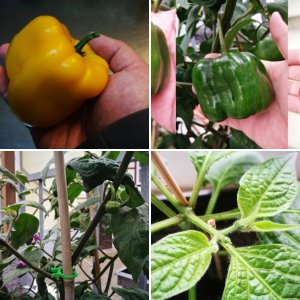 Rocoto Vergleich