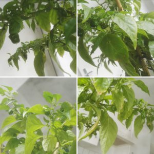 Chili