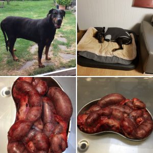Unsre Maus /  Dobermann Hündin Bonny