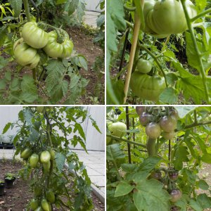 Tomaten 2020