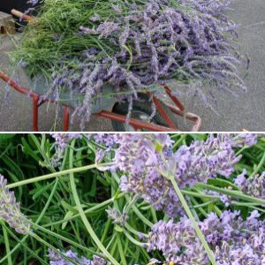 unser kleiner Garten