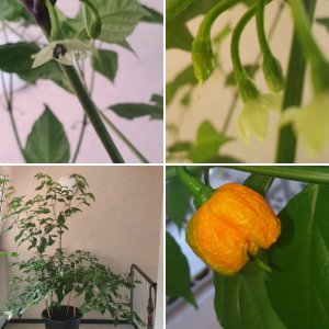 Carolina Reaper