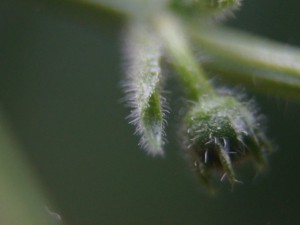 Rocoto Marlene