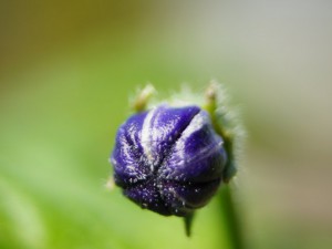 Rocoto Marlene