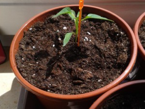 2015-05-15_4
