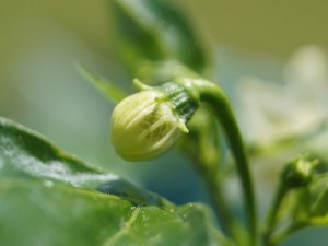 Baccatum Knospe