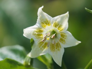 Baccatum Blüte