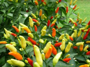 Tabasco