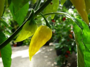 Habanero Africa