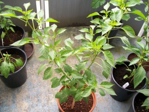 Chili Mayan1a 24.5.15