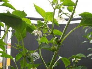 Chili Mayan 24.5.15