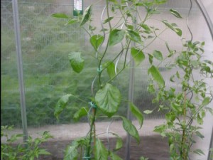 20150526_120220