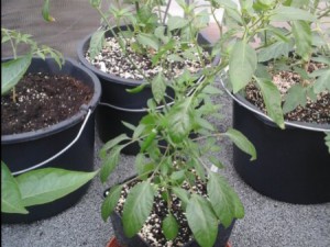 20150526_120303