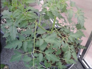 20150526_120313