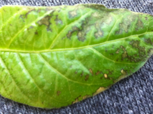 Blatt einer "Blitzherbstpflanze"