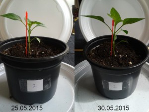 2015-05-30-vergleich-02