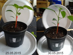 2015-05-30-vergleich-05