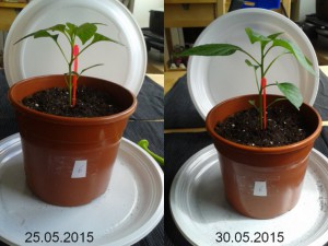 2015-05-30-vergleich-06
