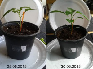 2015-05-30-vergleich-07