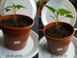 2015-05-30-vergleich-11